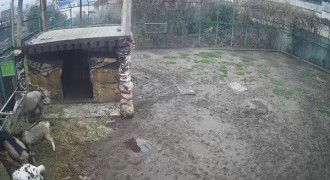Англонубийские козы
