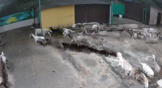 Зебры